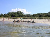 Золотая орхидея